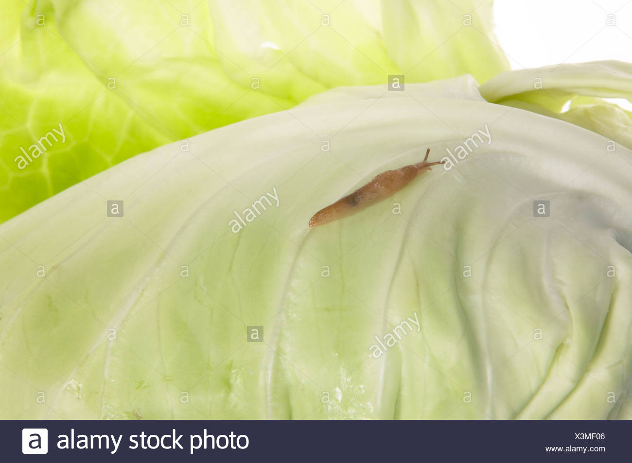 Cabbage Slug High Resolution Stock Photography and Images Alamy