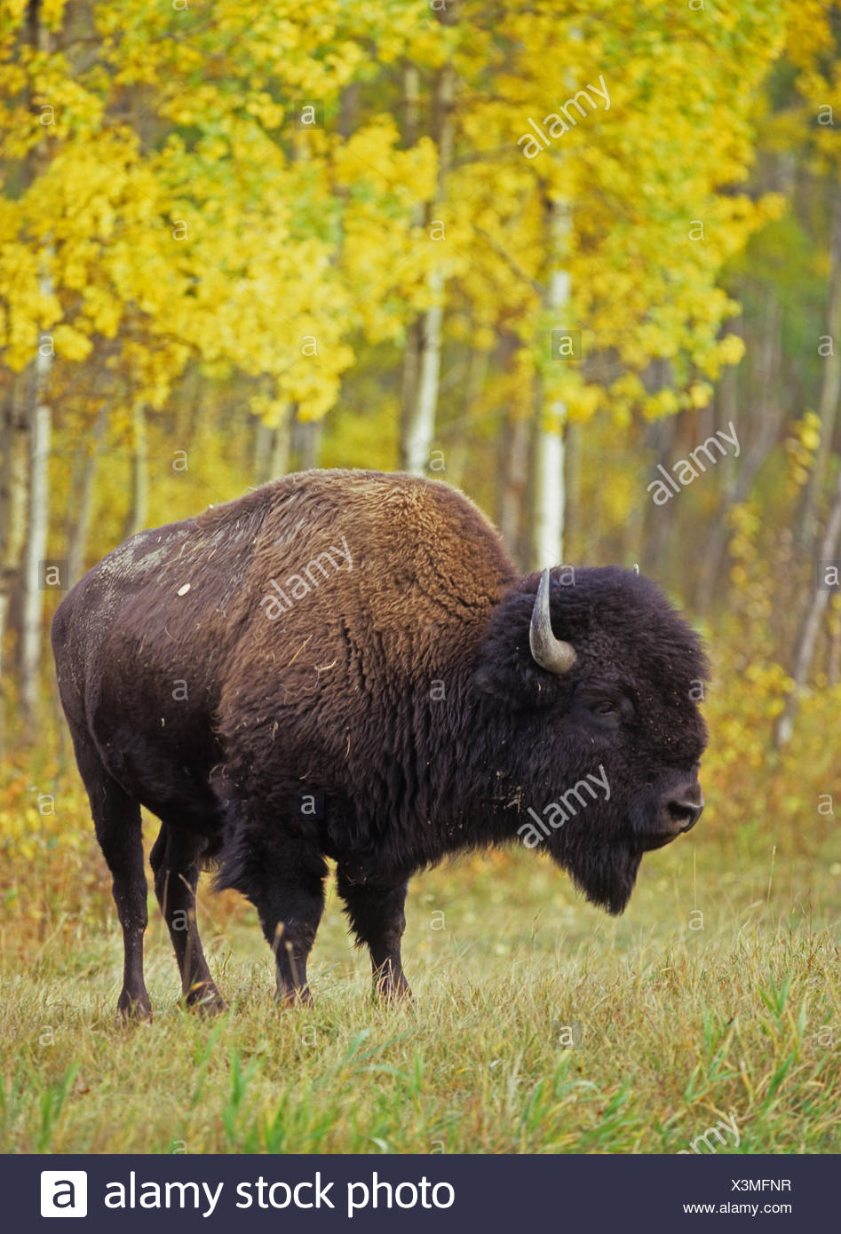 American bison, wood bison, buffalo (Bison bison athabascae), standing in  meadow, Canada Stock Photo - Alamy