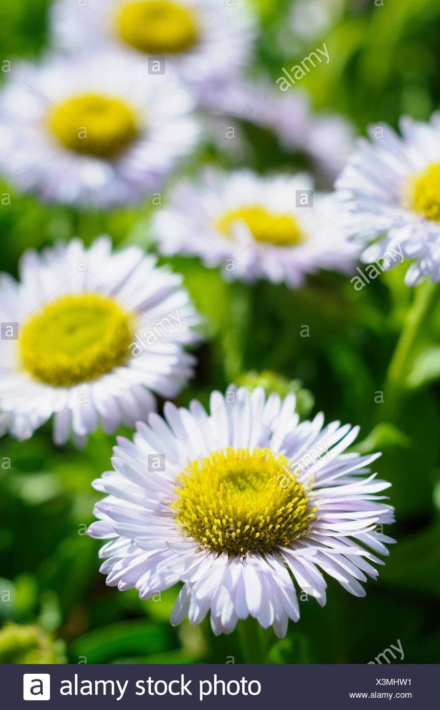 Fleabane, Pale Purple Beach Aster, Erigeron, Erigeron glaucus 'Western hills', Beach Aster, Beauty in Nature, Colour, Flower, Summer Flowering, Frost hardy, Growing, Nature, Outdoor, Perennial, Plant, Seaside daisy, Stamen, Mauve, Green, Stock Photo