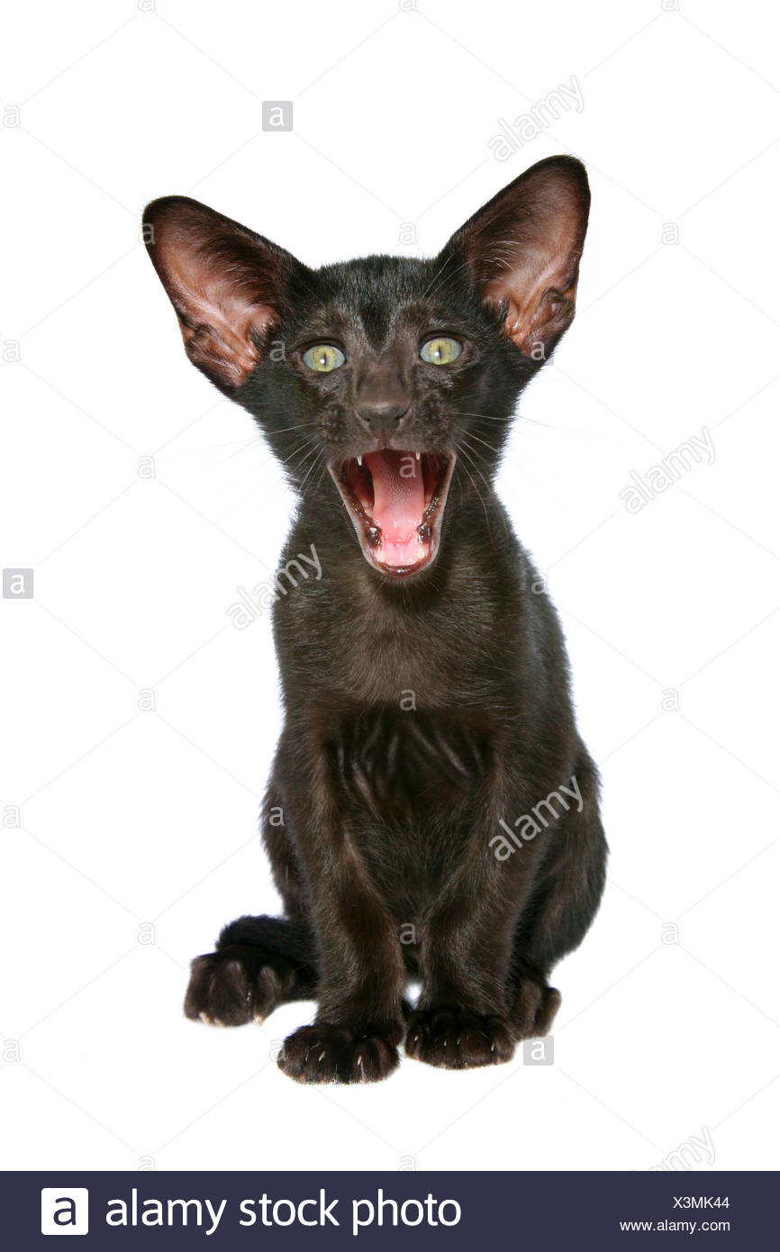 Oriental Shorthair Kitten Stock Photo 277663908 Alamy