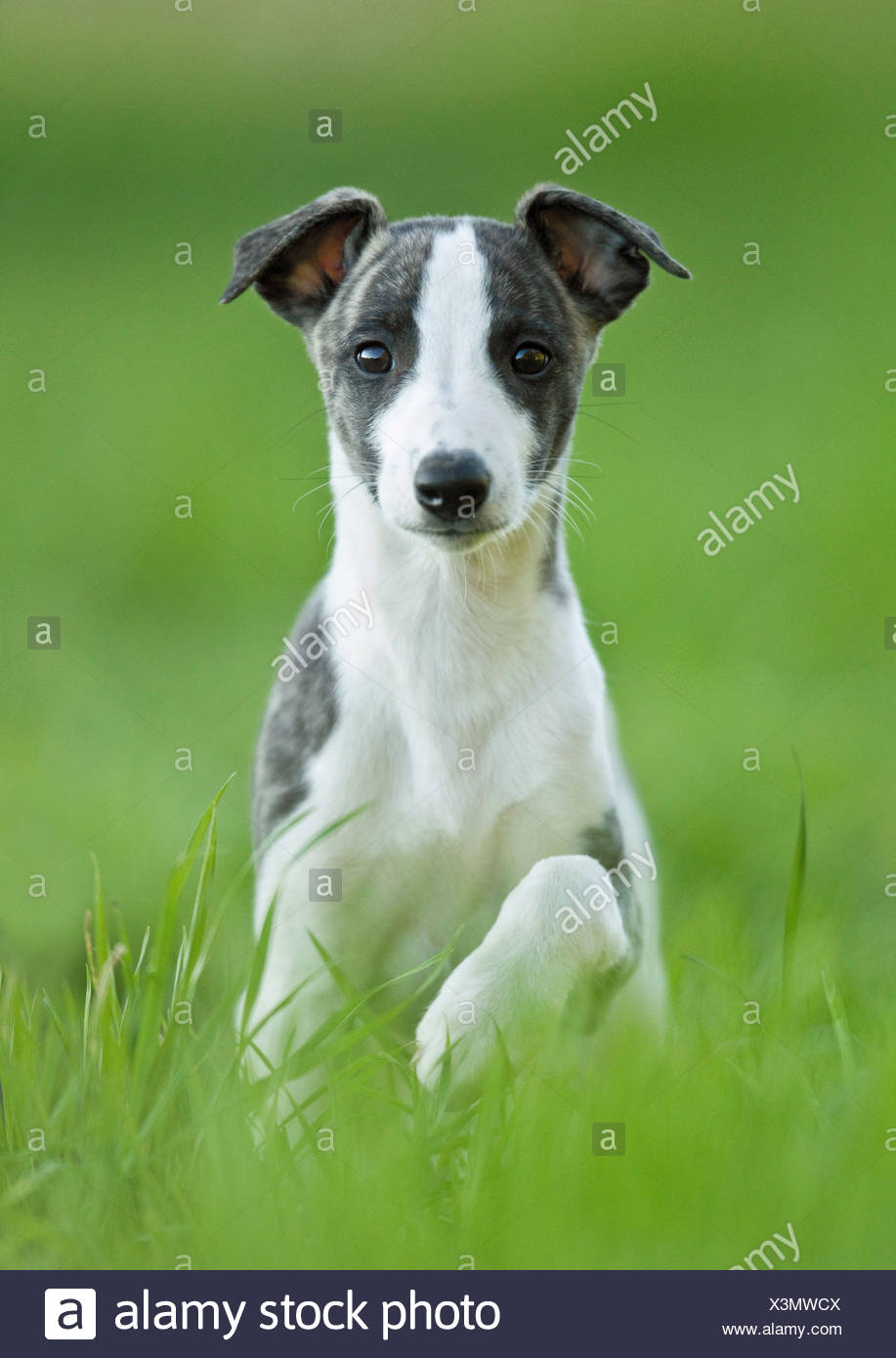 Whippet Dog Puppy Sitting On Meadow Stock Photo 277668858 Alamy
