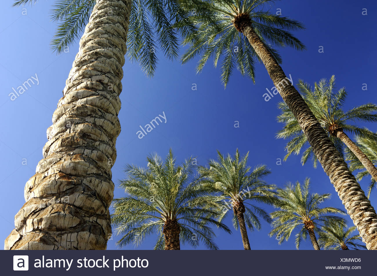 Plams High Resolution Stock Photography and Images - Alamy