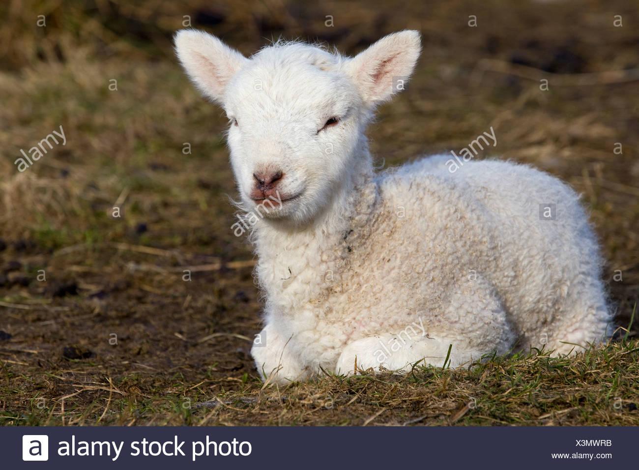 Lamb Lying Down High Resolution Stock Photography And Images Alamy