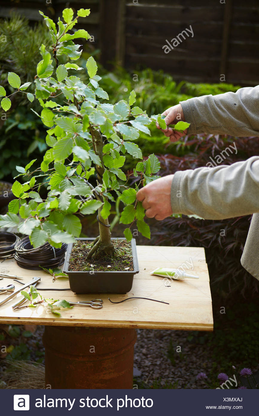 Mint Bonsai Tree - bonsai tree Mint Bonsai Tree - bonsai tree