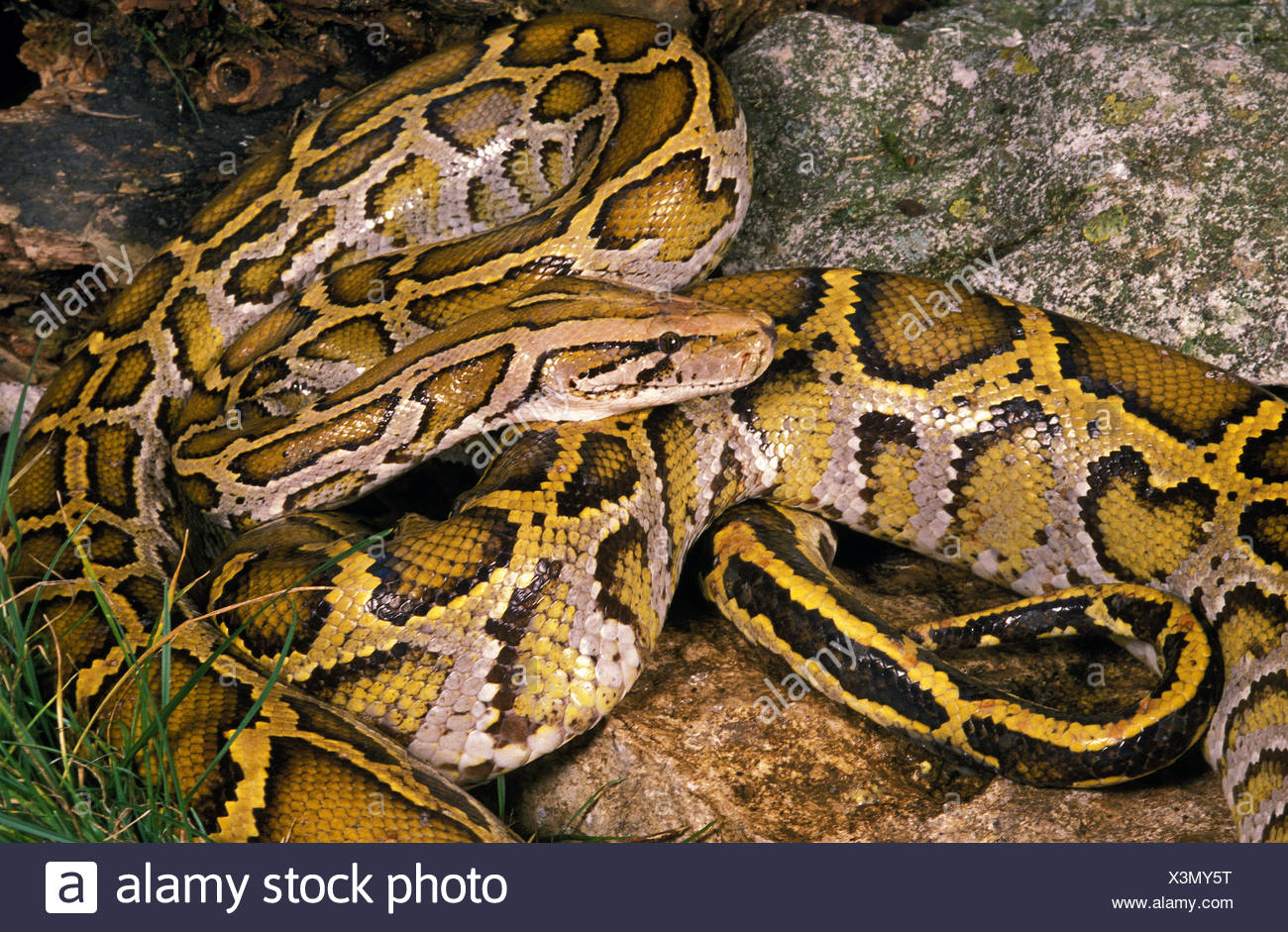 Indian Python Python Molurus High Resolution Stock Photography and ...