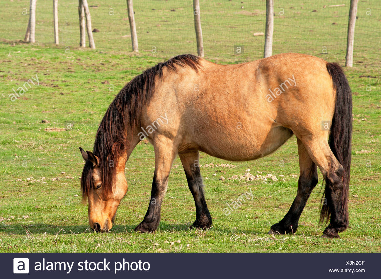 Horse Animal Mammal Riding Farm Cowboy Meadow Nature Beautiful Beauteously Nice Stock Photo Alamy
