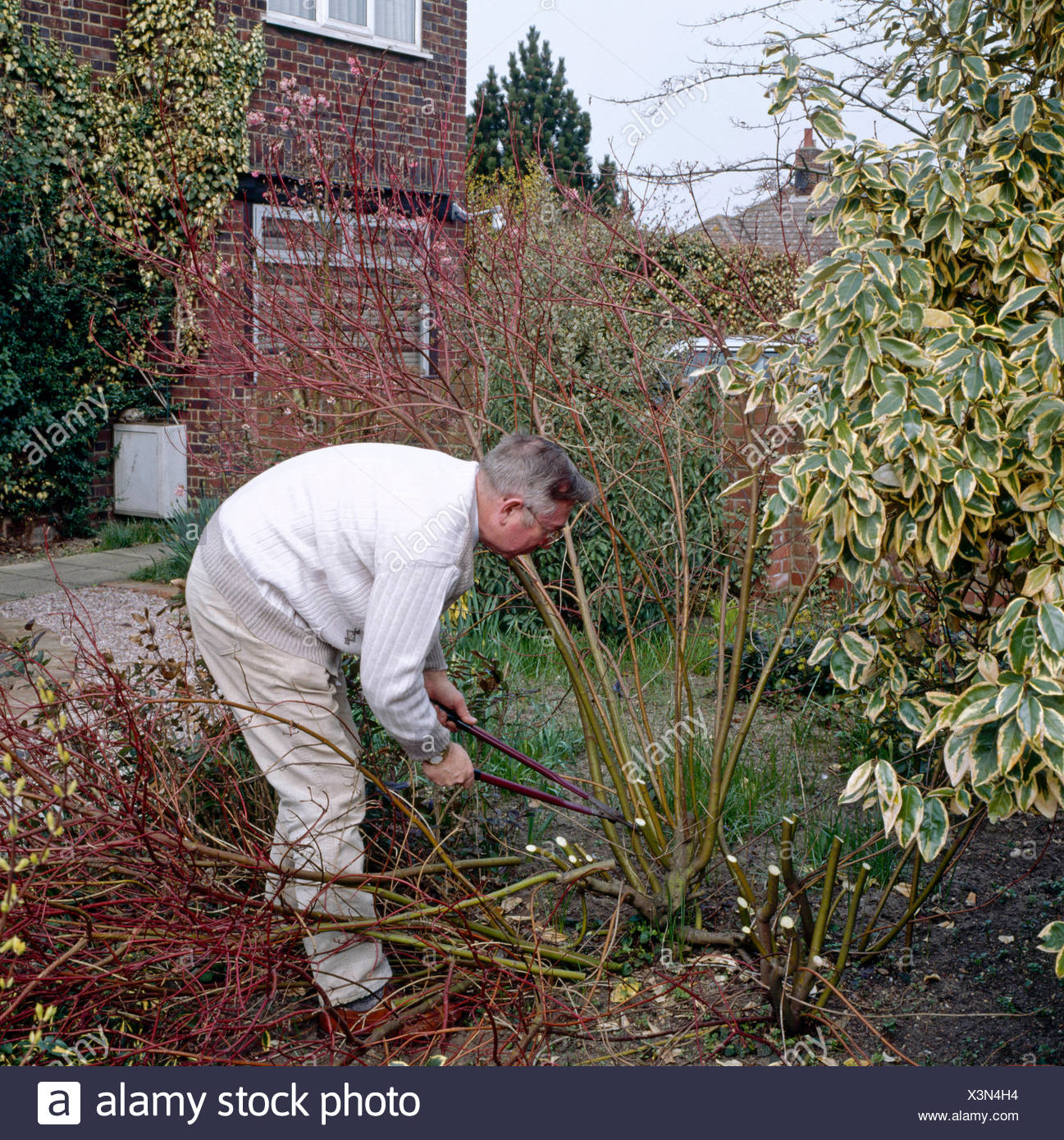 Cornus Alba Aurea High Resolution Stock Photography And Images Alamy