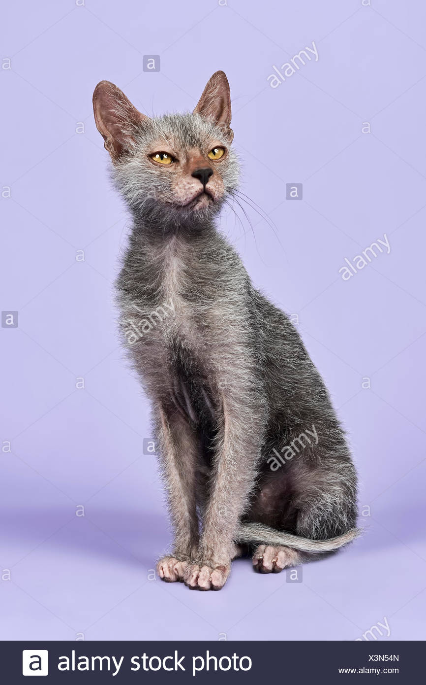 blue lykoi