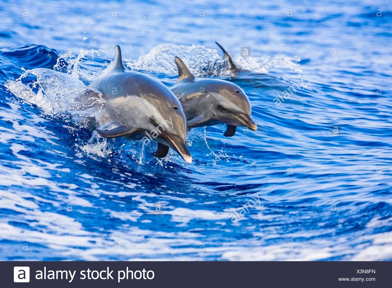 Pantropical Spotted Dolphin, Mother and Calf, Stenella attenuata, Hawaii, USA Stock Photo