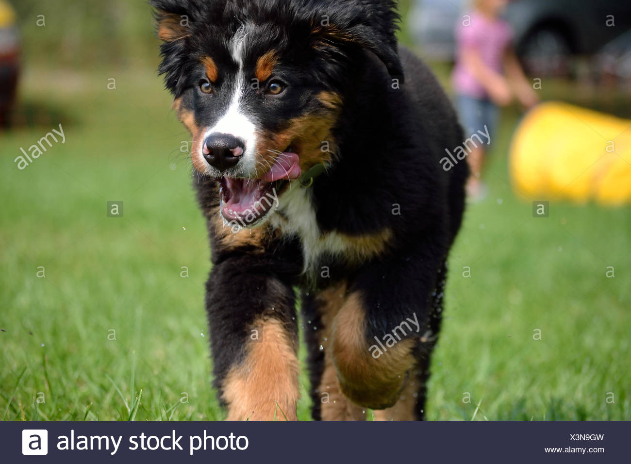 small bernese mountain dog