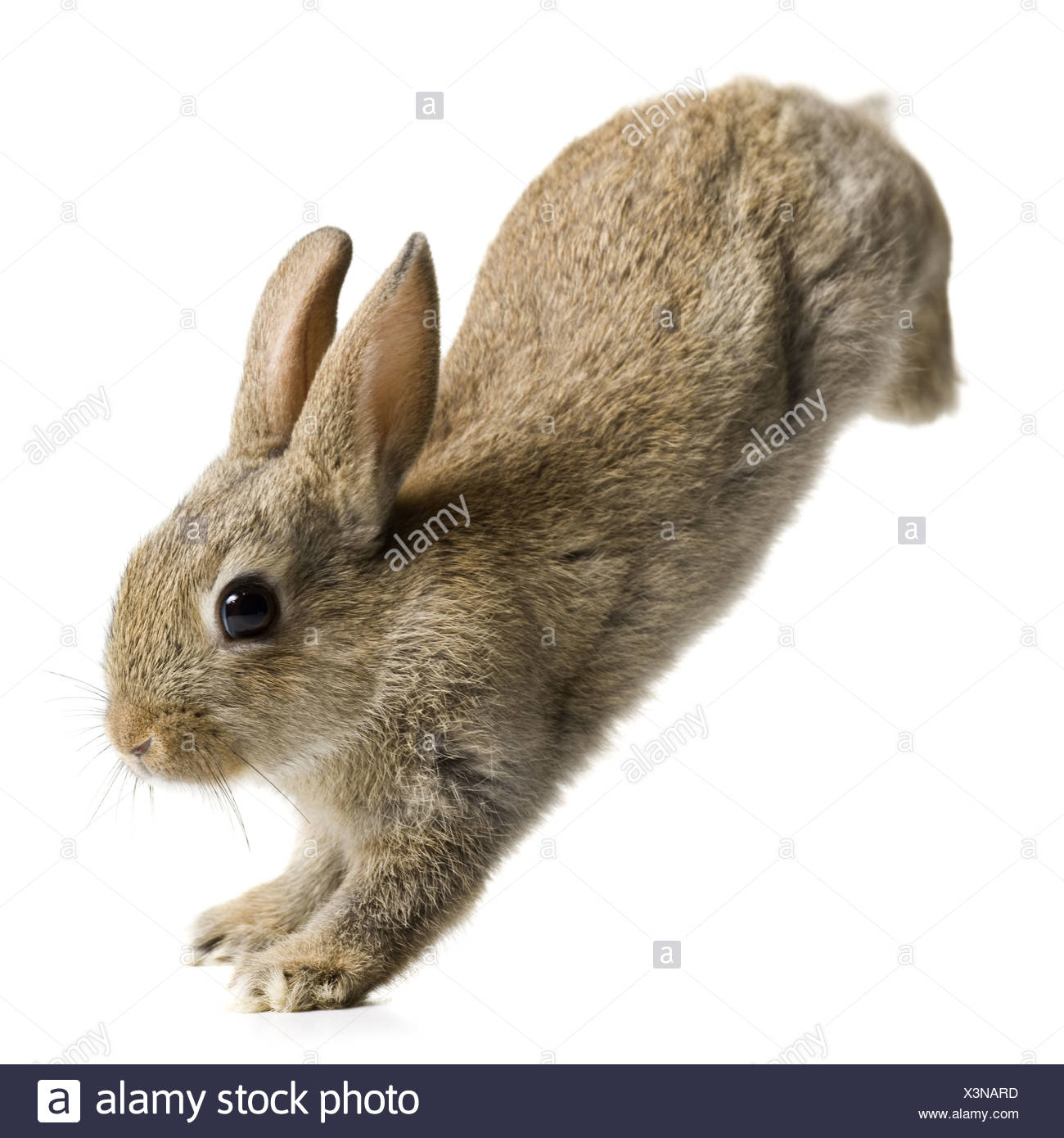 Bunnies Hopping High Resolution Stock Photography and Images Alamy