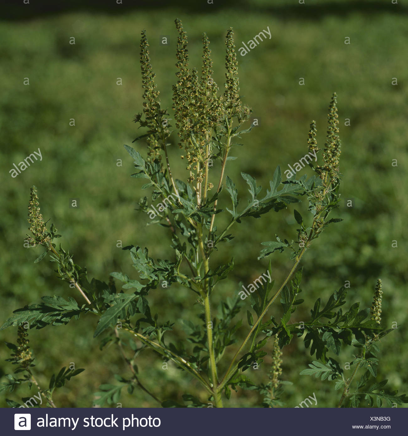 Sagebrush Herb High Resolution Stock Photography and Images Alamy