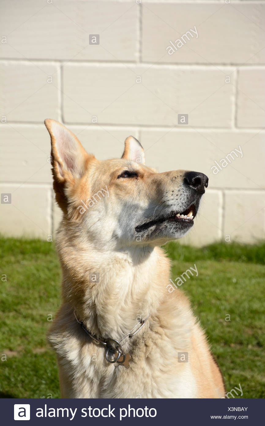 blond german shepherd