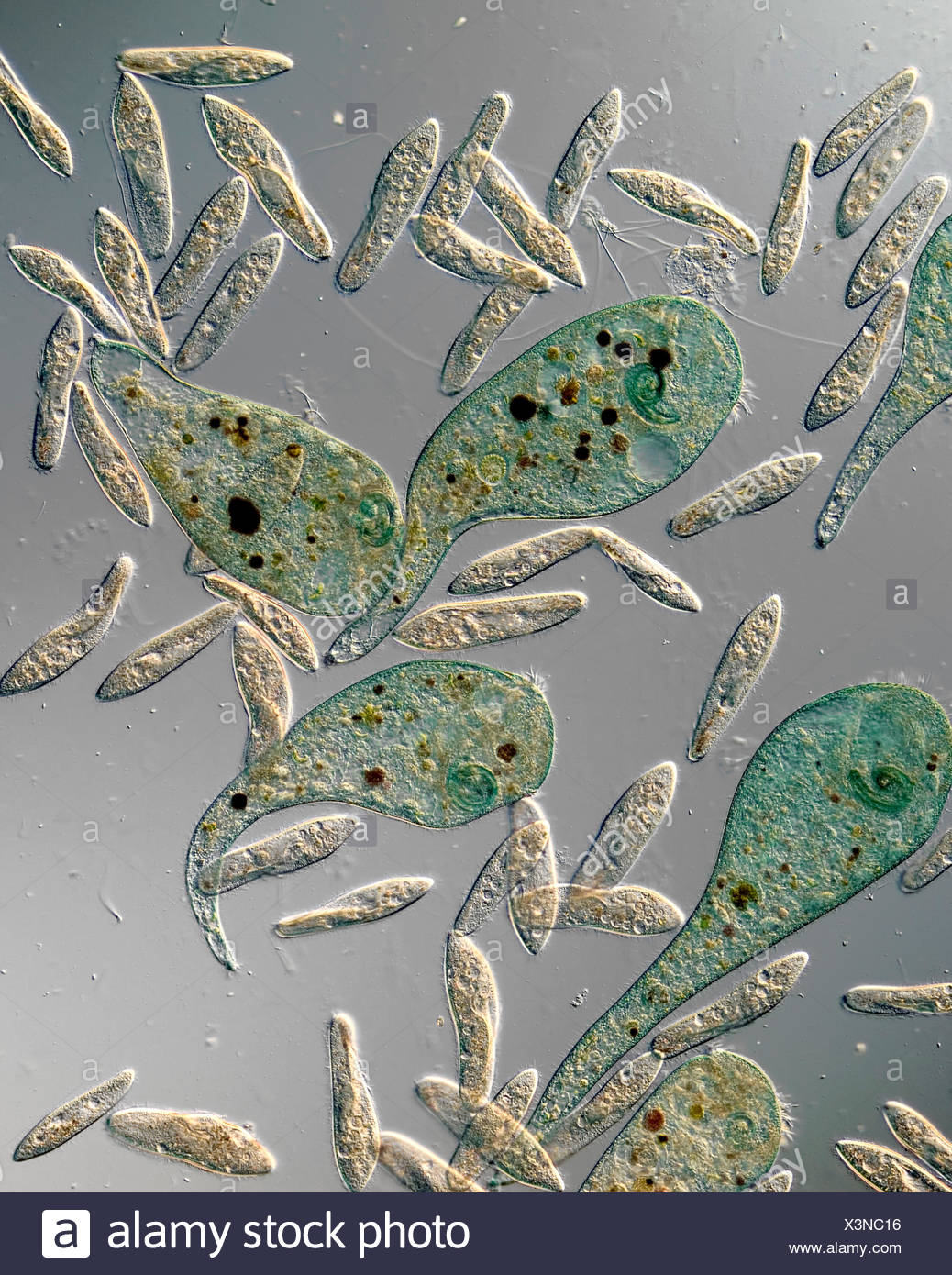 Pantoffeltierchen Stock Photos & Pantoffeltierchen Stock Images - Alamy