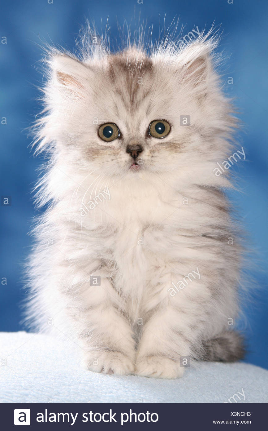 Persian Kitten Stock Photo 277680735 Alamy