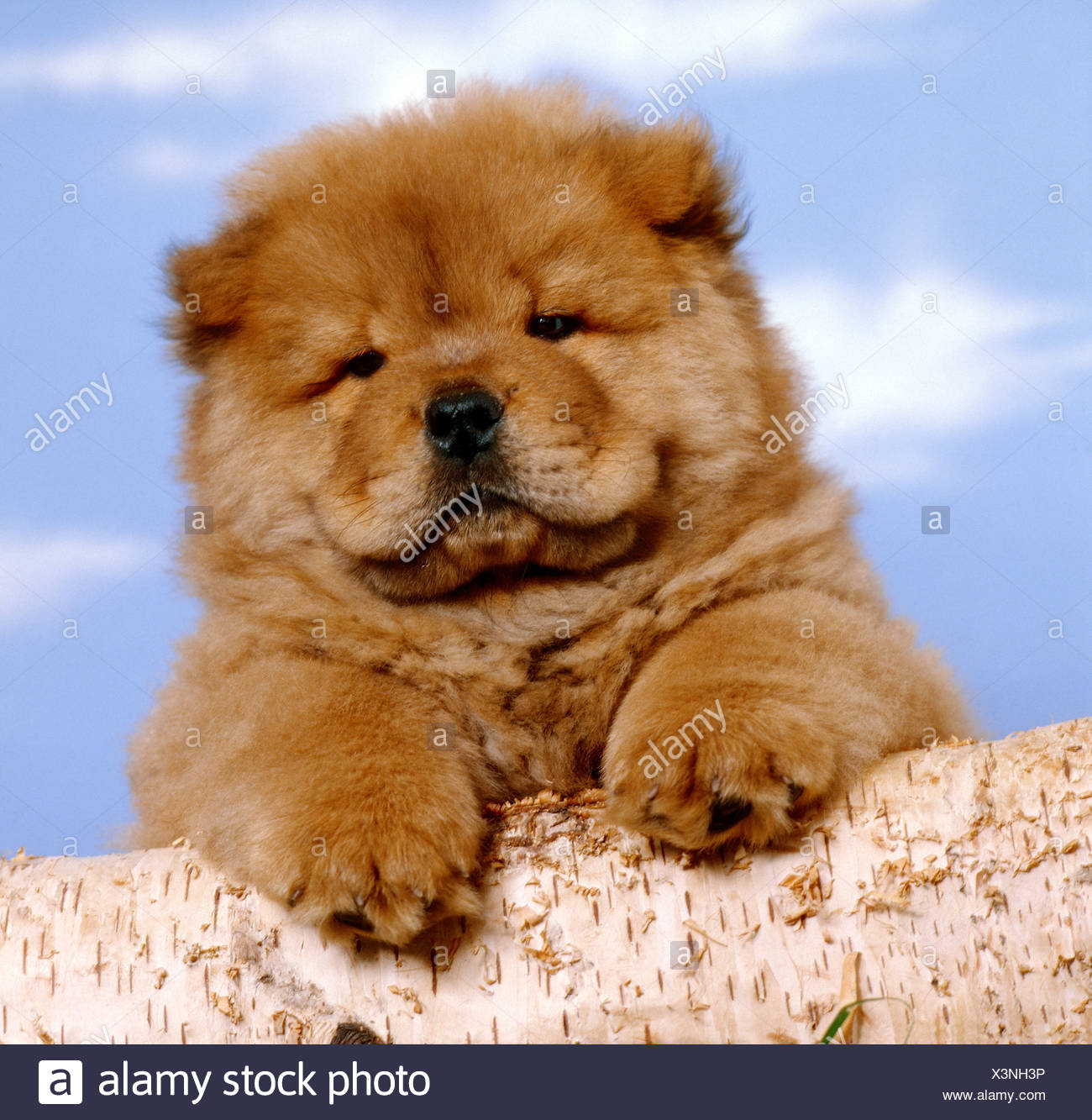 Chowchow Dog High Resolution Stock Photography And Images Alamy