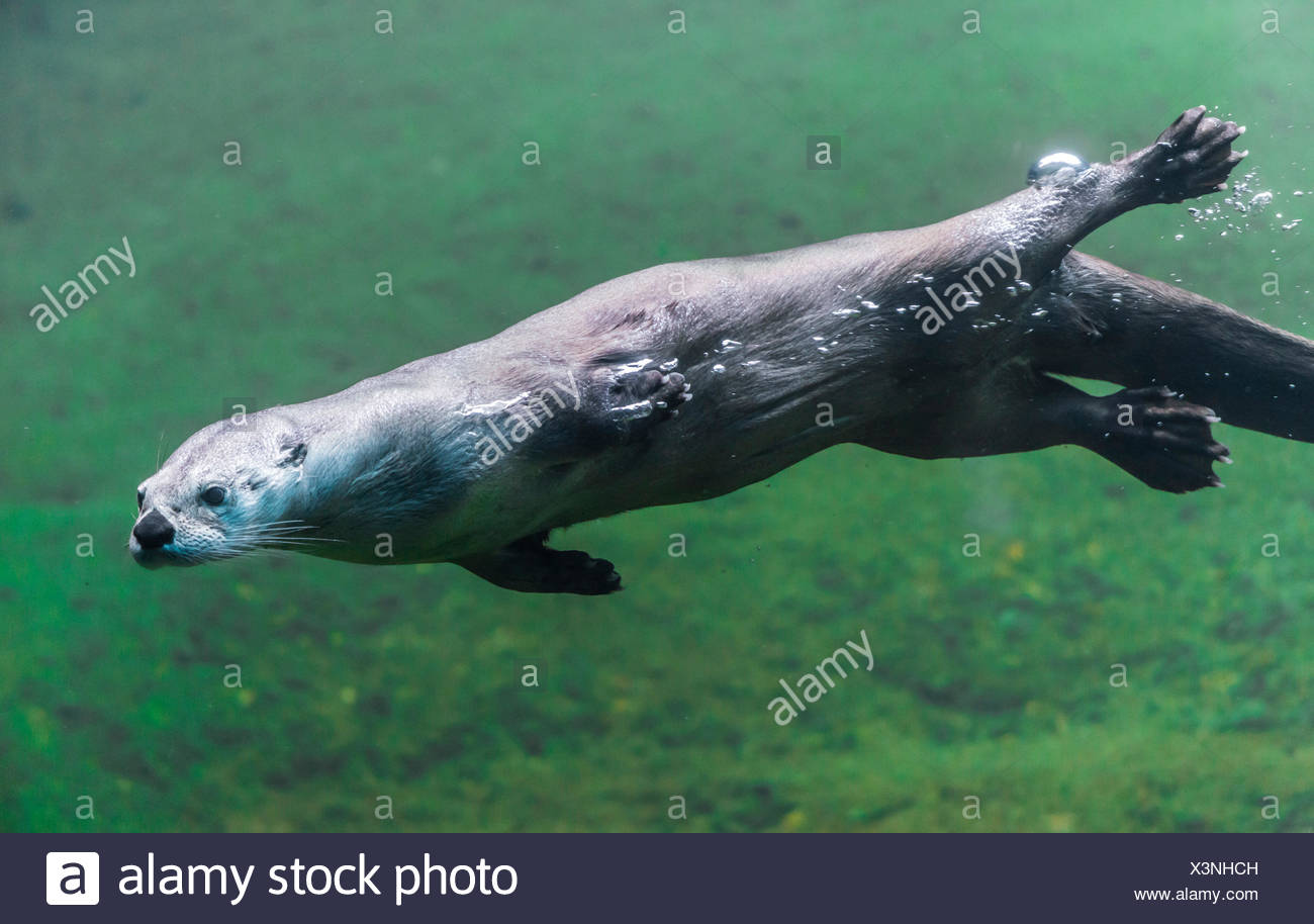 Sea Otter Underwater High Resolution Stock Photography and Images Alamy