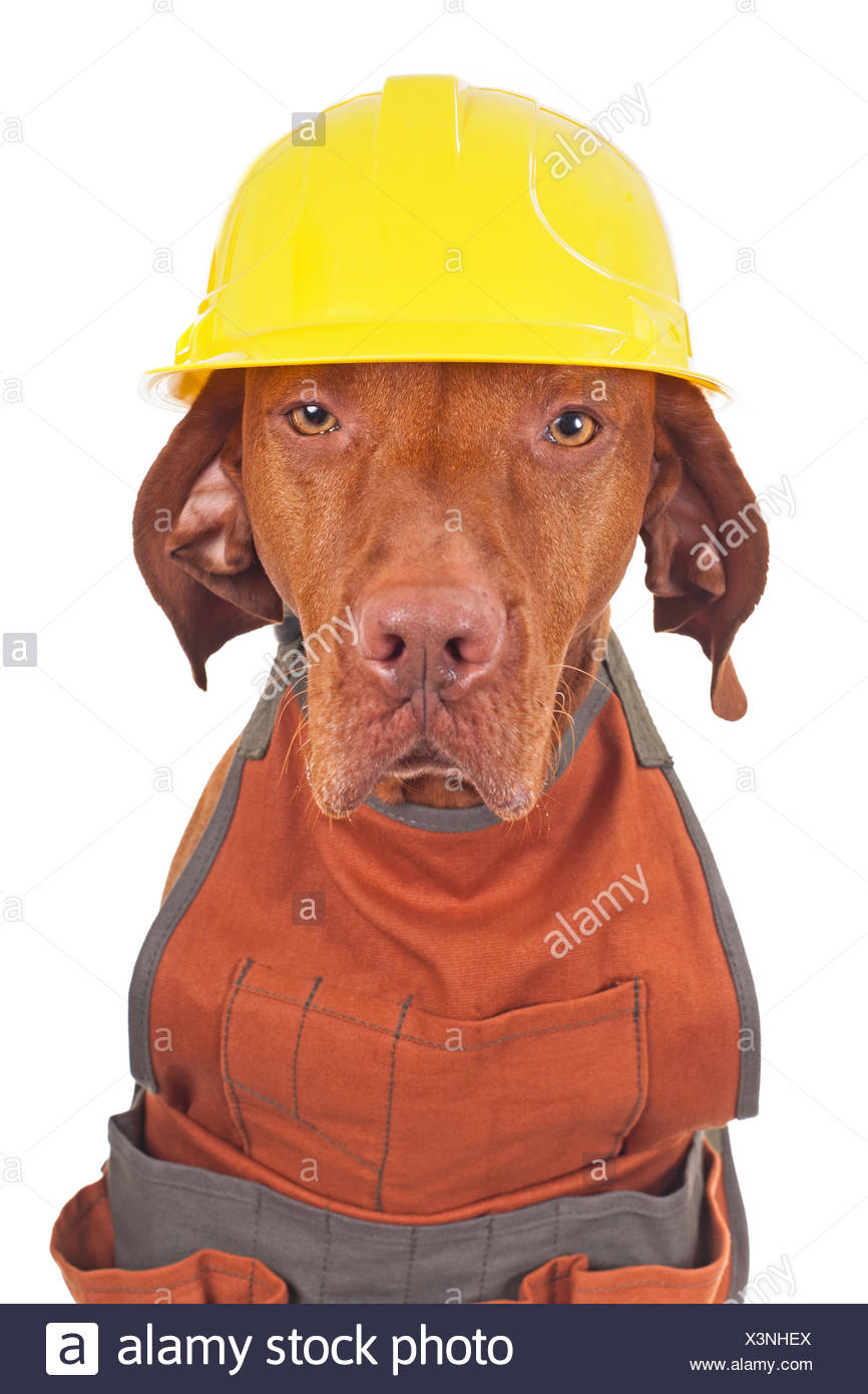 dog hard hat