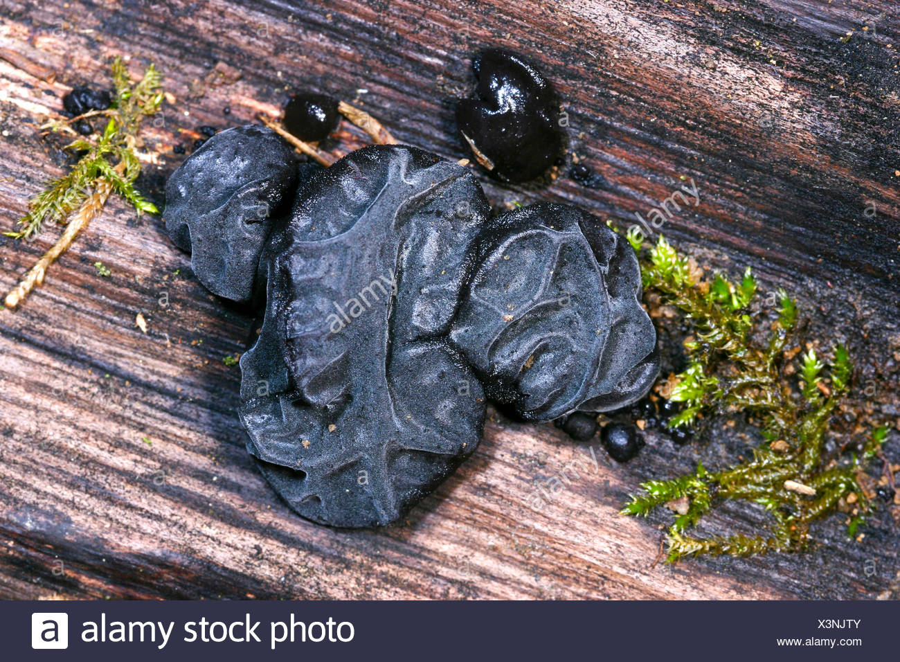 Black Jelly Fungus High Resolution Stock Photography and Images Alamy
