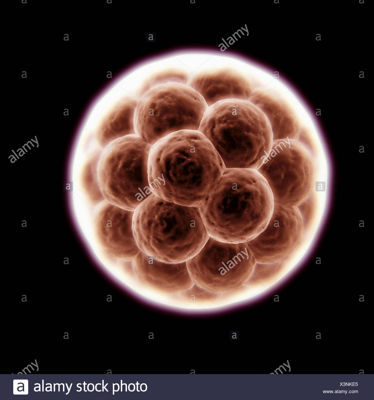 Resultado de imagen para morula