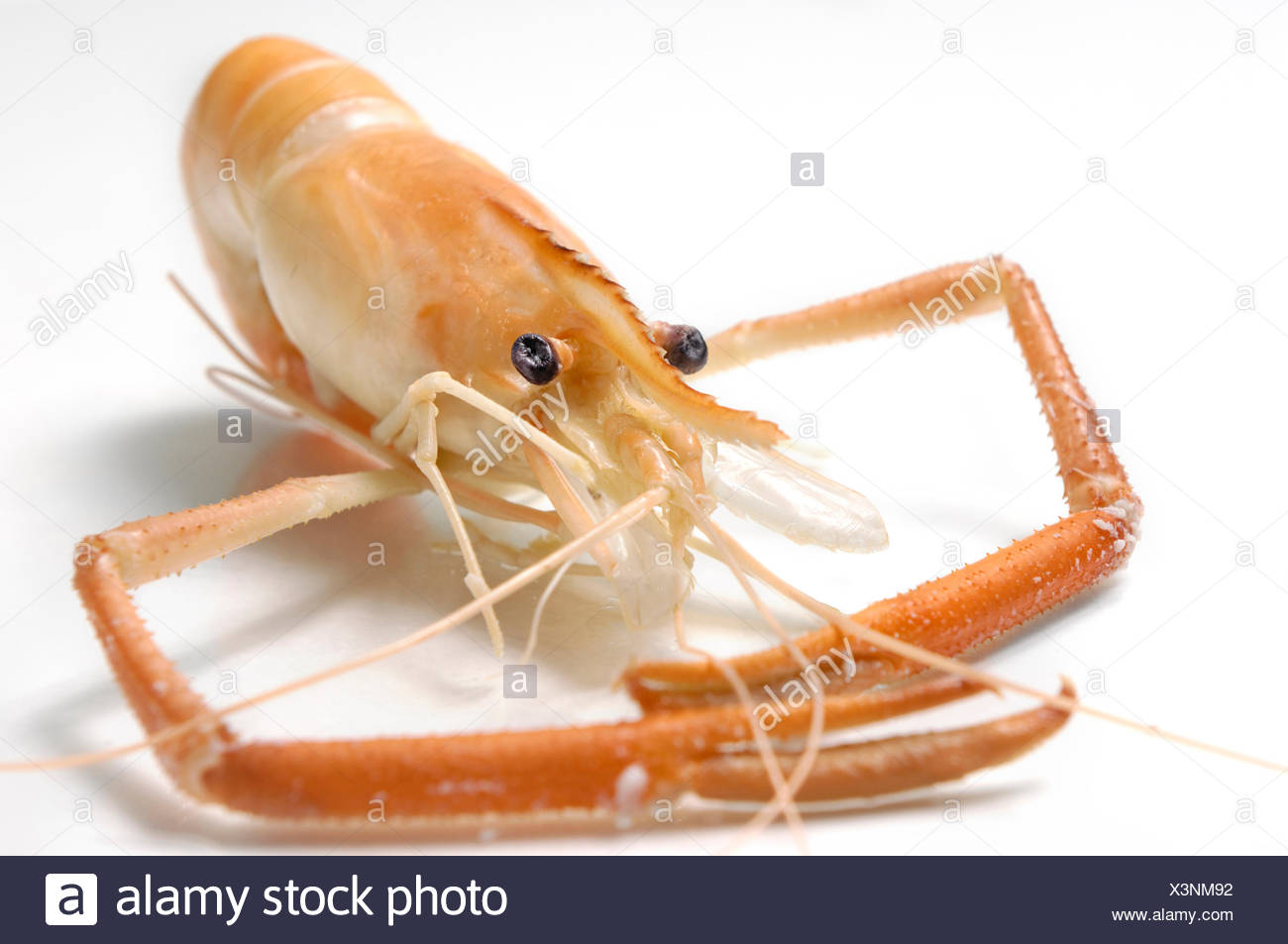 Large Shrimp High Resolution Stock Photography and Images Alamy