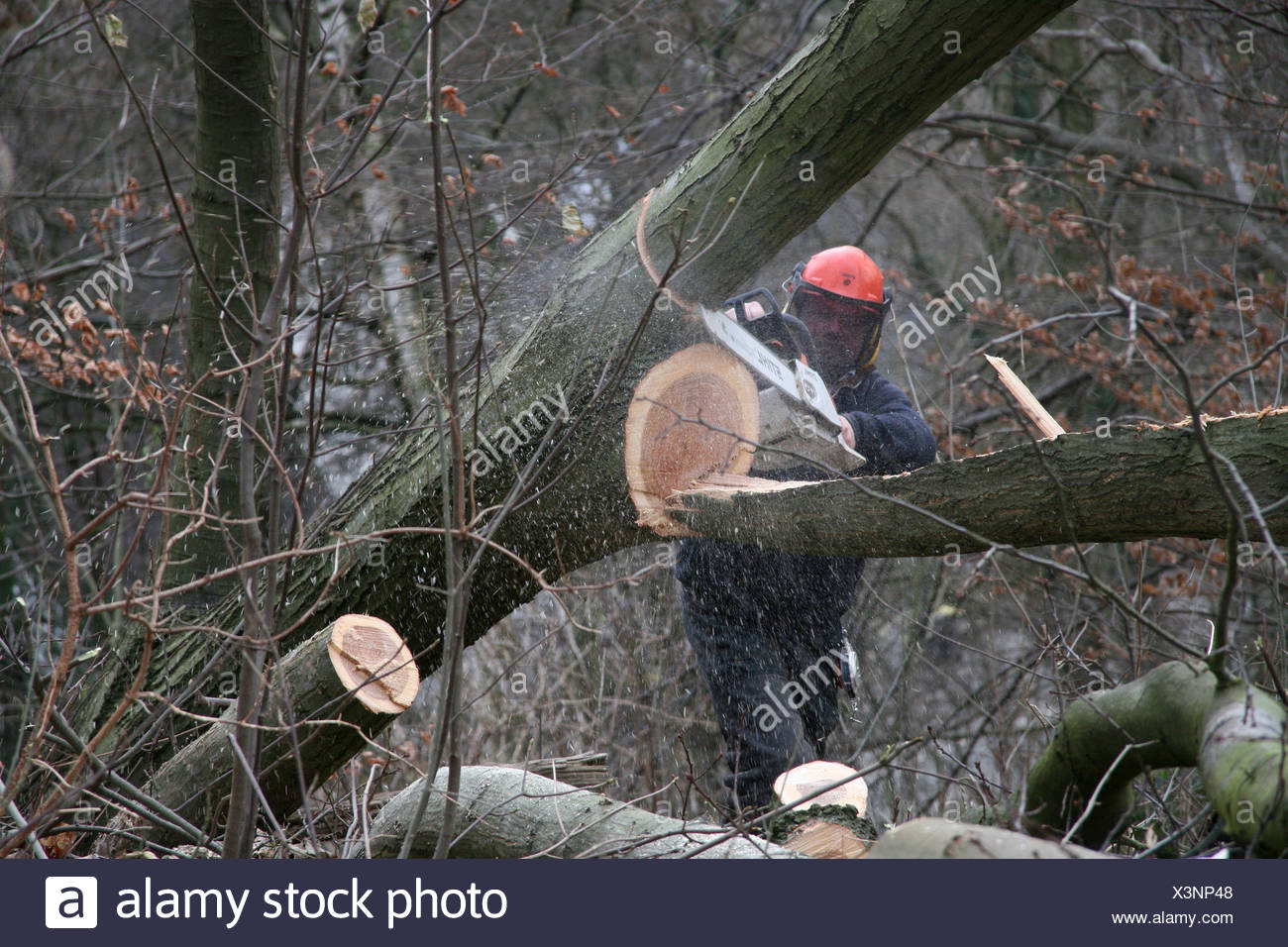 Timber Faller High Resolution Stock Photography and Images Alamy