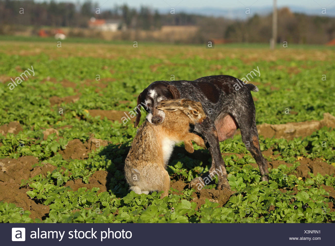 German Shorthaired Pointer Hunting Dog Retrieving European Hare