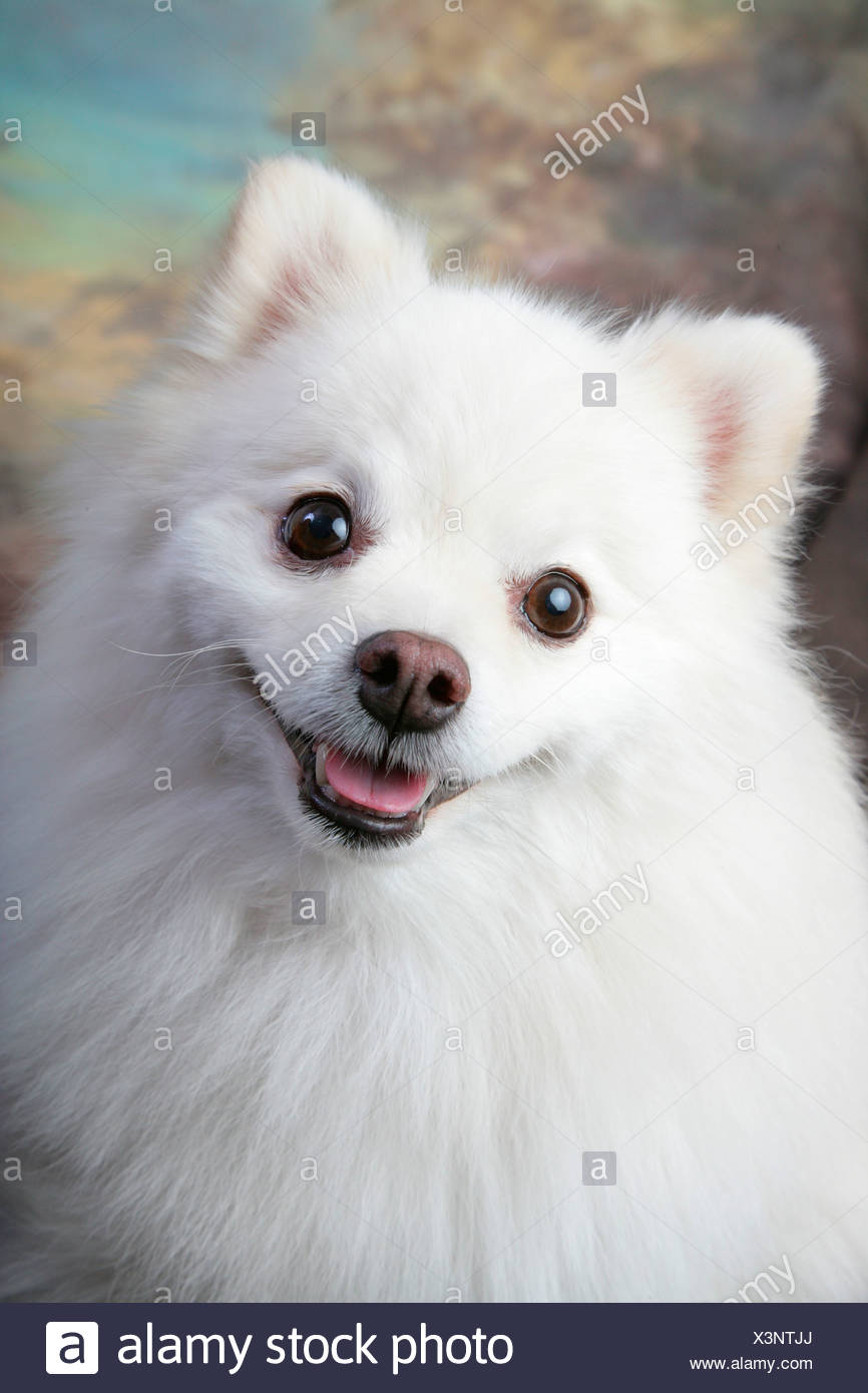 White Pomeranian High Resolution Stock Photography And Images Alamy White Pomeranian High Resolution Stock Photography And Images Alamy