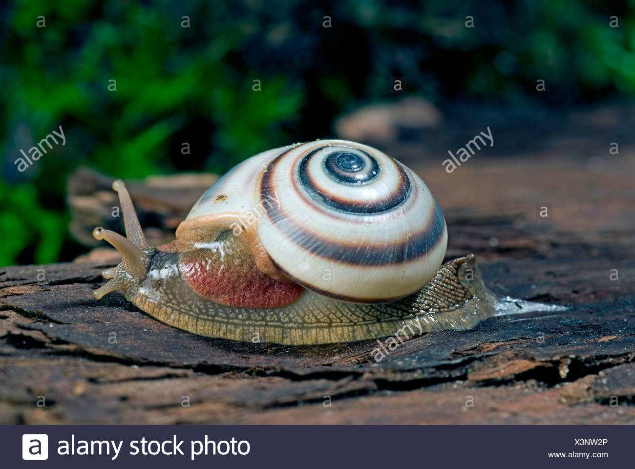 Tree Snail Caracolus Sagemon Creeping Over Bark Stock Photo Alamy