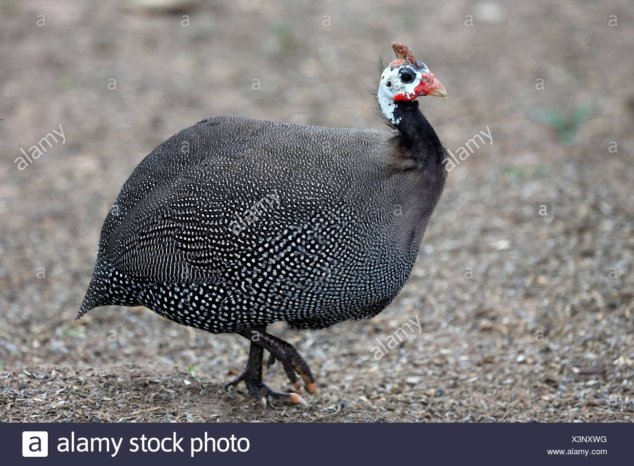 Helmeted Guinea Fowl With White Spots Running Across The Open Ground Stock Photo Alamy