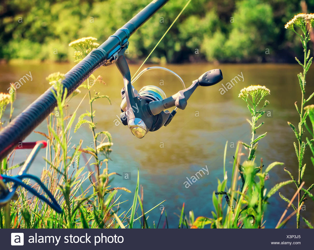 Bottom Feeder Fish Stock Photos Bottom Feeder Fish Stock Images