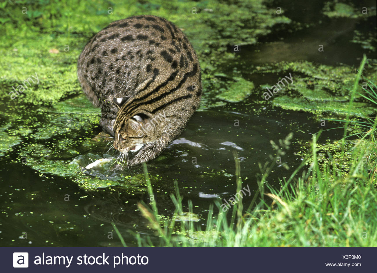 Cat Catching Fish High Resolution Stock Photography and Images Alamy