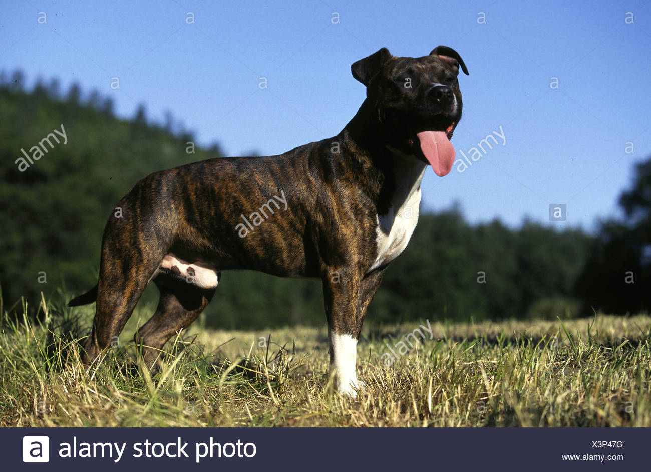 American Staffordshire Terrier Pitbull Stock Photo Alamy