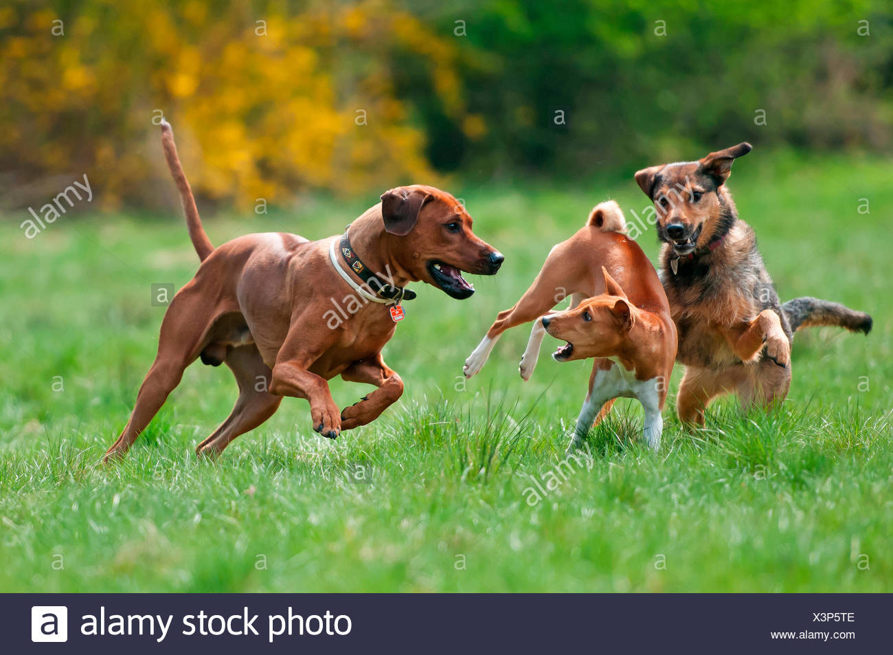 basenji ridgeback mix