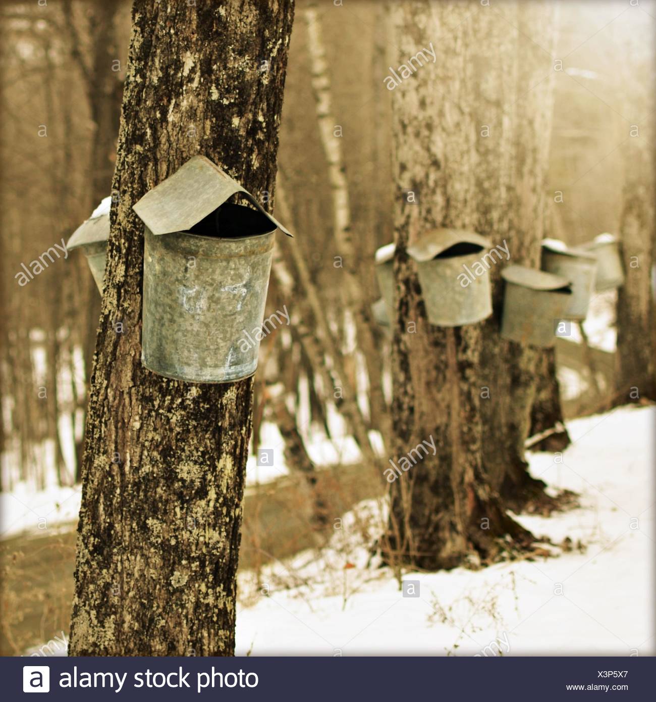 Tapping Maple Tree High Resolution Stock Photography and Images Alamy