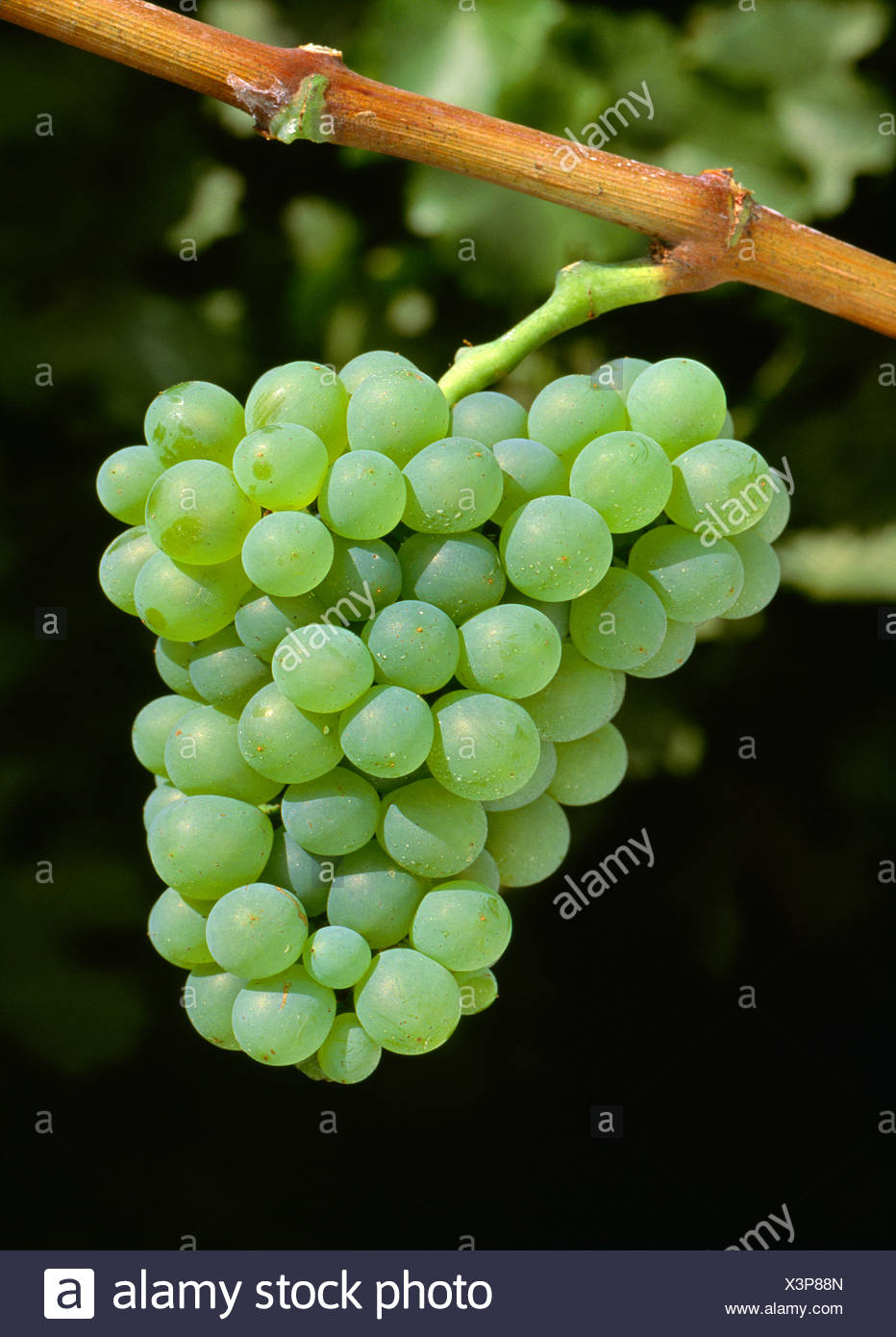 Agriculture Mature Chenin Blanc Wine Grape Cluster On The