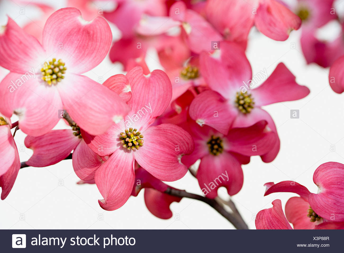 Dogwood Blossom Stock Photos & Dogwood Blossom Stock Images Alamy