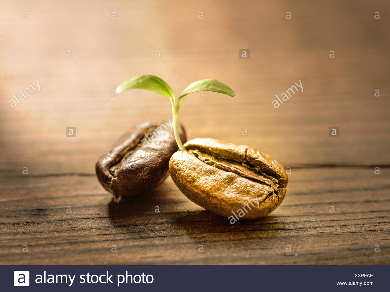 Coffee Bean Sprout High Resolution Stock Photography and Images Alamy