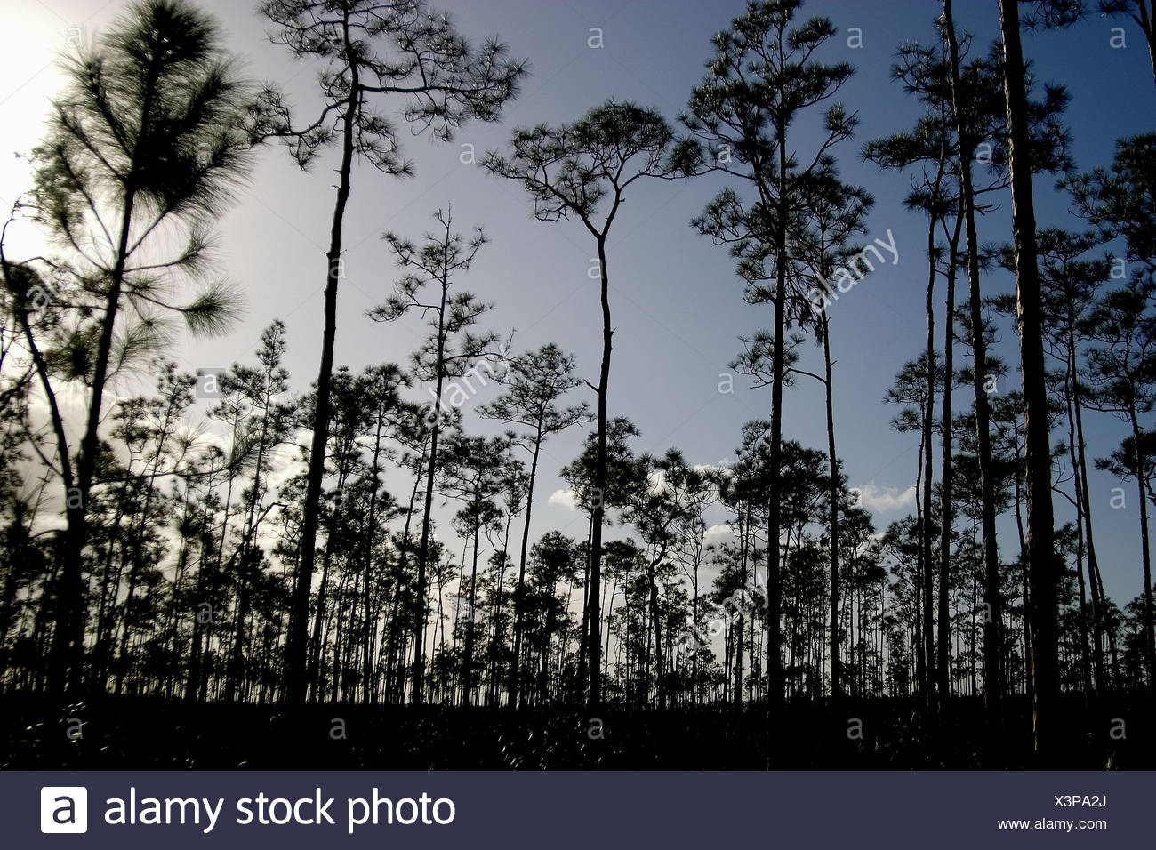 Florida Pine Trees High Resolution Stock Photography and Images Alamy