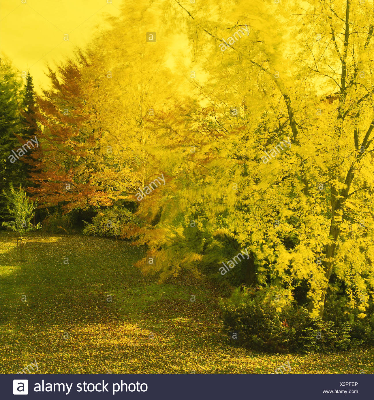 Foliage Forest Autumn Color Filters Yellow Nature Plant