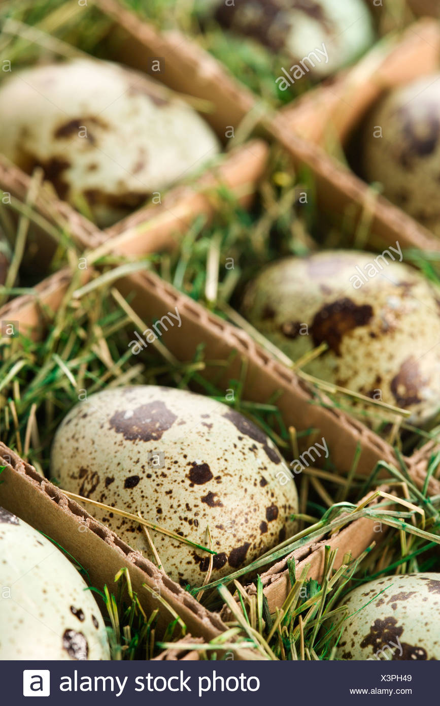 Speckled Eggs Packed In Separate Compartments Stock Photo Alamy