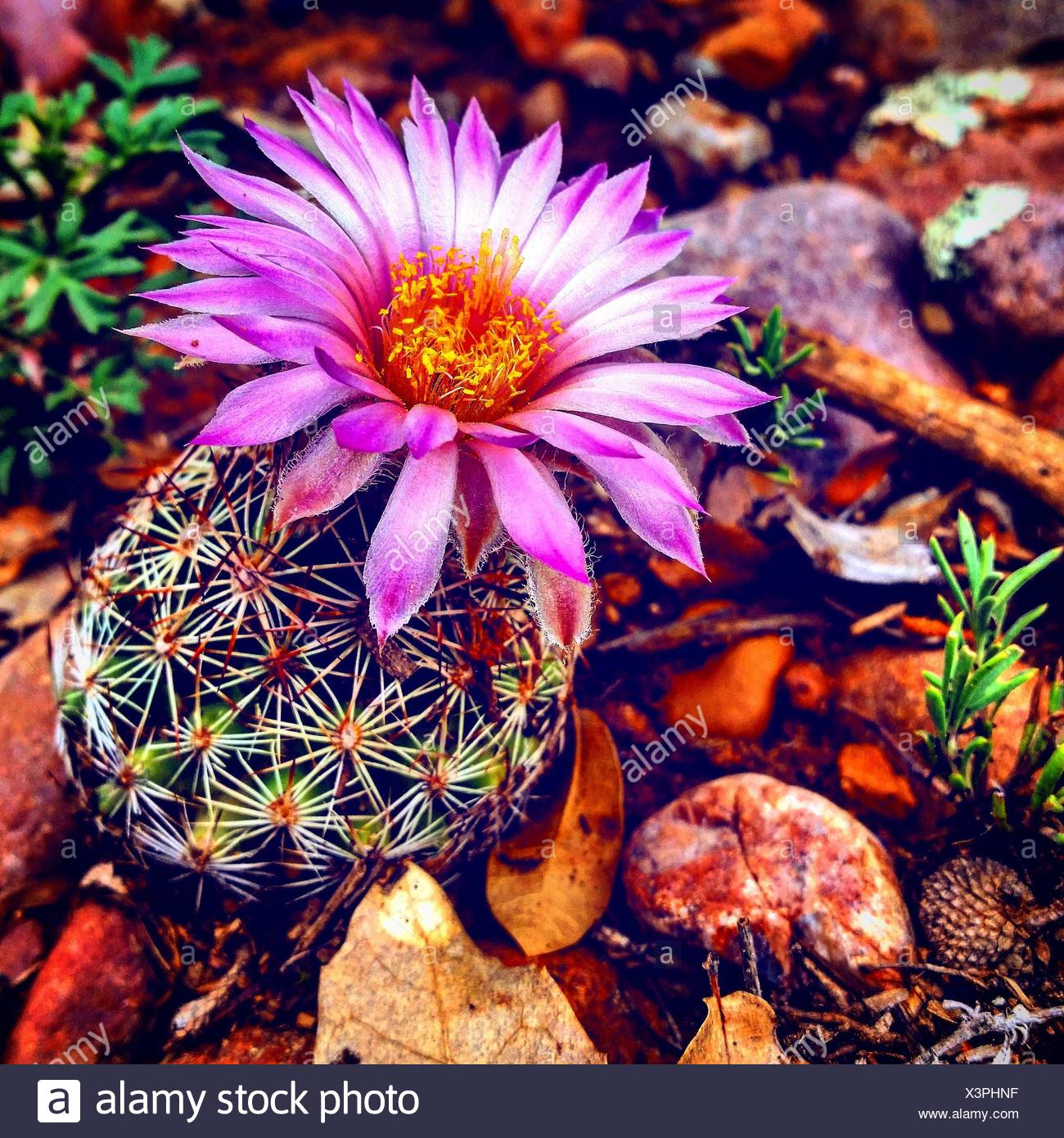 Show Low Arizona Stock Photos & Show Low Arizona Stock Images Alamy