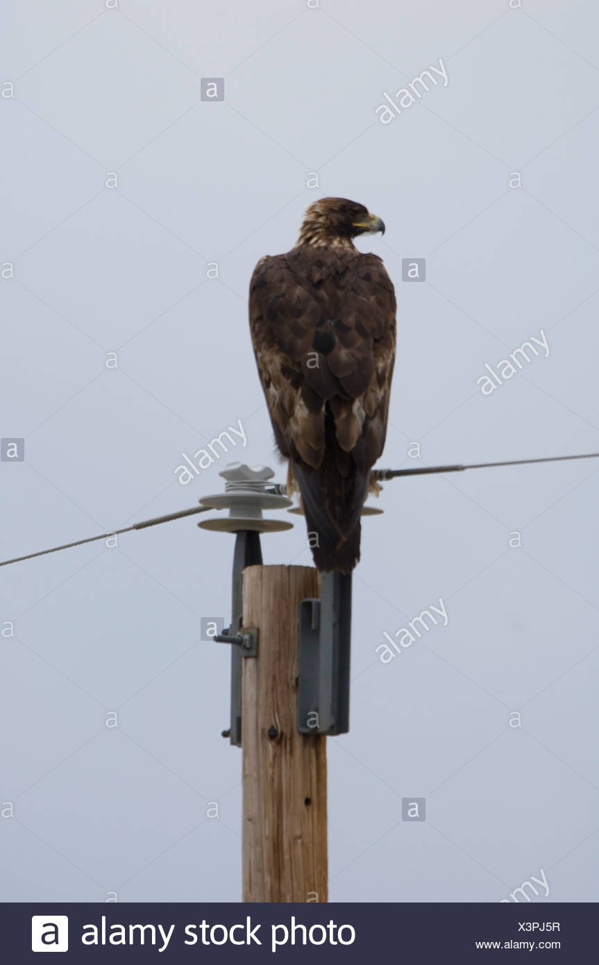 A Golden Eagle Sits On Top Of A Power Pole Stock Photo