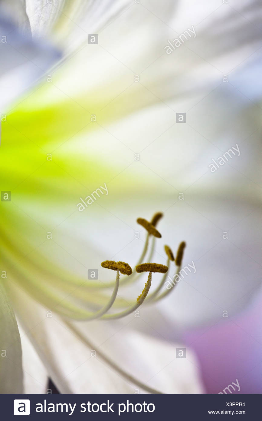 Flower Stamens High Resolution Stock Photography and Images Alamy