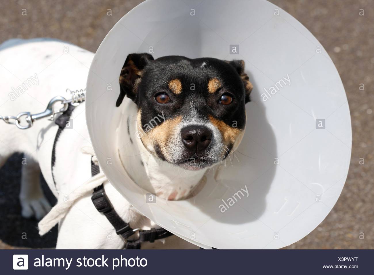 Dog Wearing Cone Stock Photos & Dog Wearing Cone Stock Images Alamy