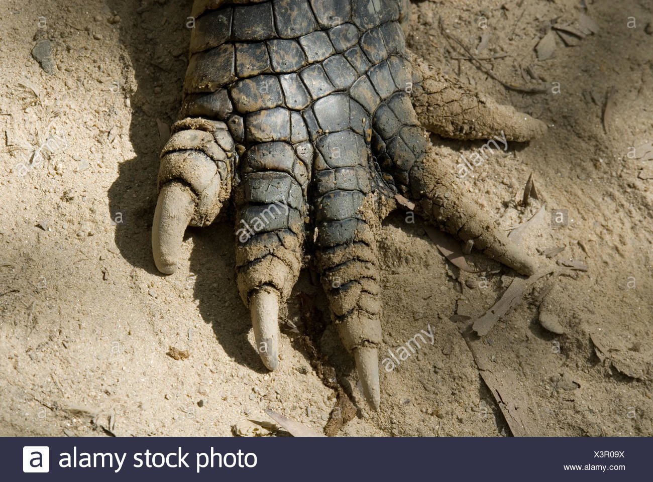 croc foot