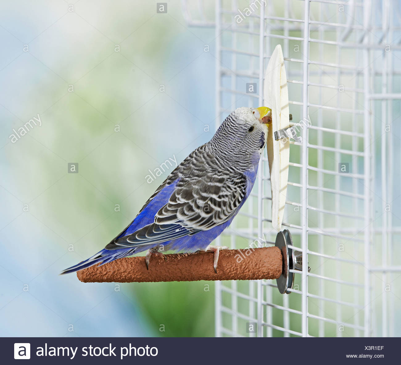cuttlefish budgie cage