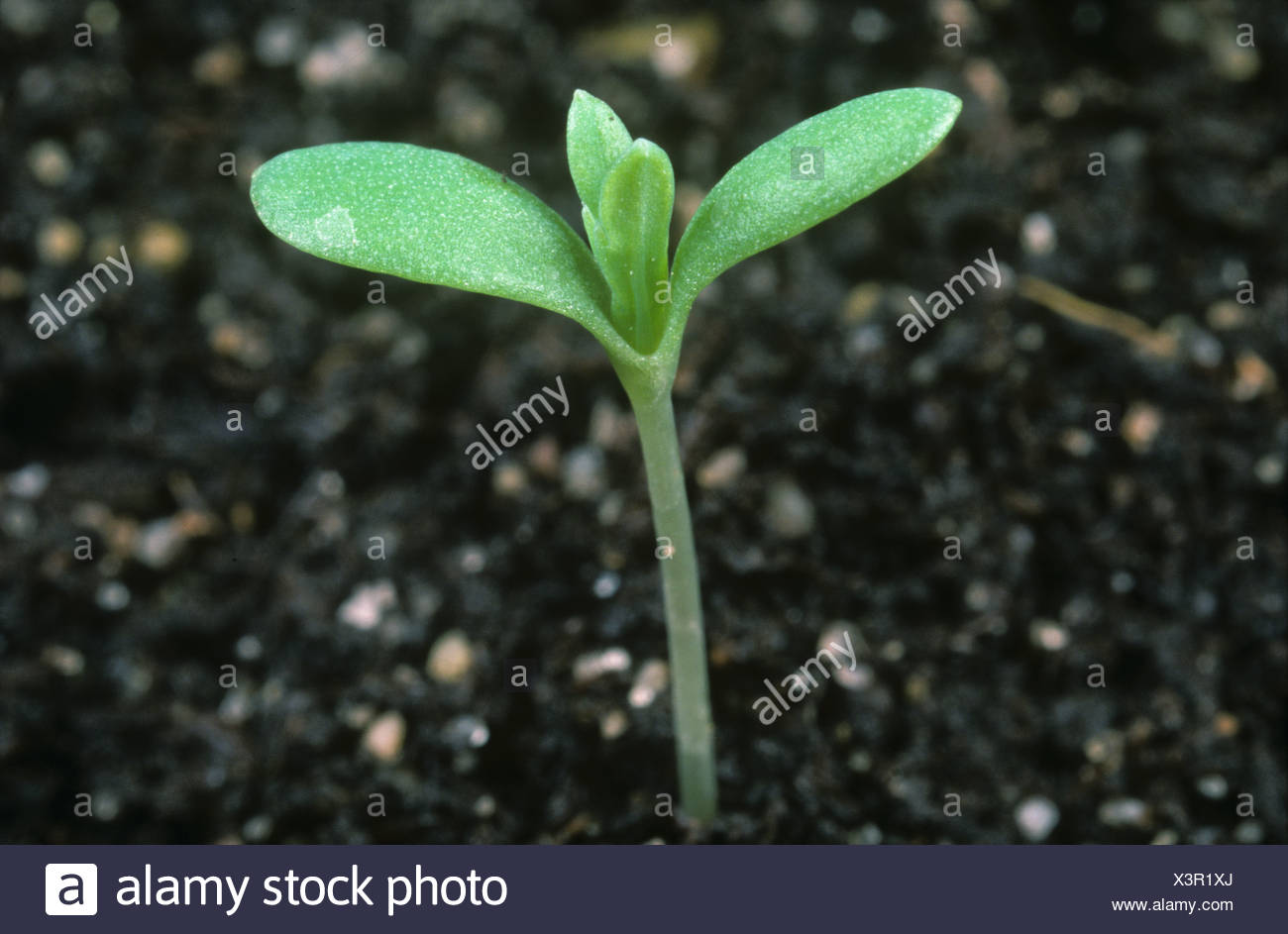 Corn Marigold Chrysanthemum Segetum Seedling Cotyledons And First True Leaves Appearing Stock Photo Alamy