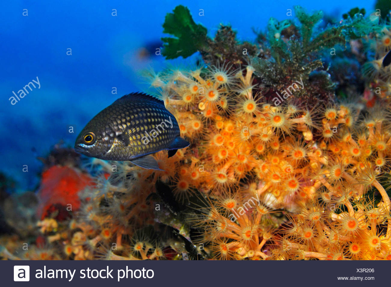 anemone fish atlantic stock