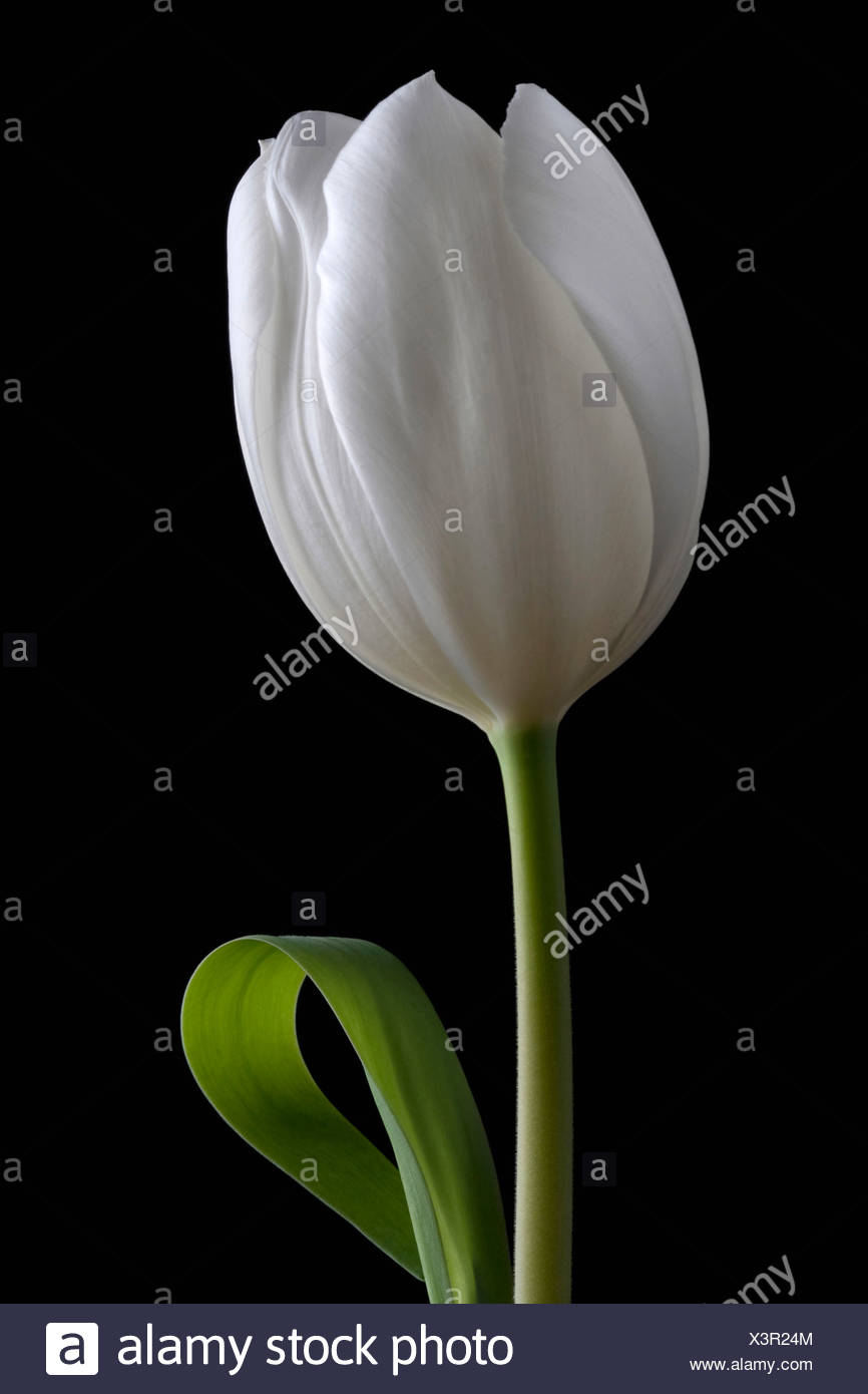 Tulipa Tulip Single White Flower Subject Black Background Stock Photo Alamy